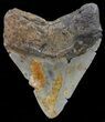 Megalodon Tooth - North Carolina #67307-2